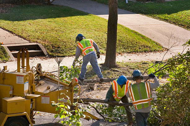 Best Grass Overseeding  in Idylwood, VA